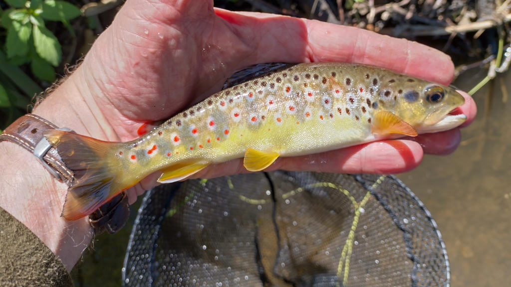 Photo of the first trout